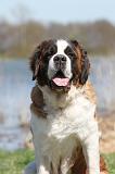 SAINT BERNARD 128